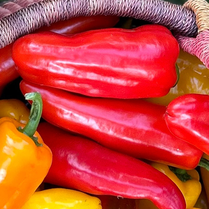 Pepper (Italian Sweet) – Cornito Rosso (live plant)