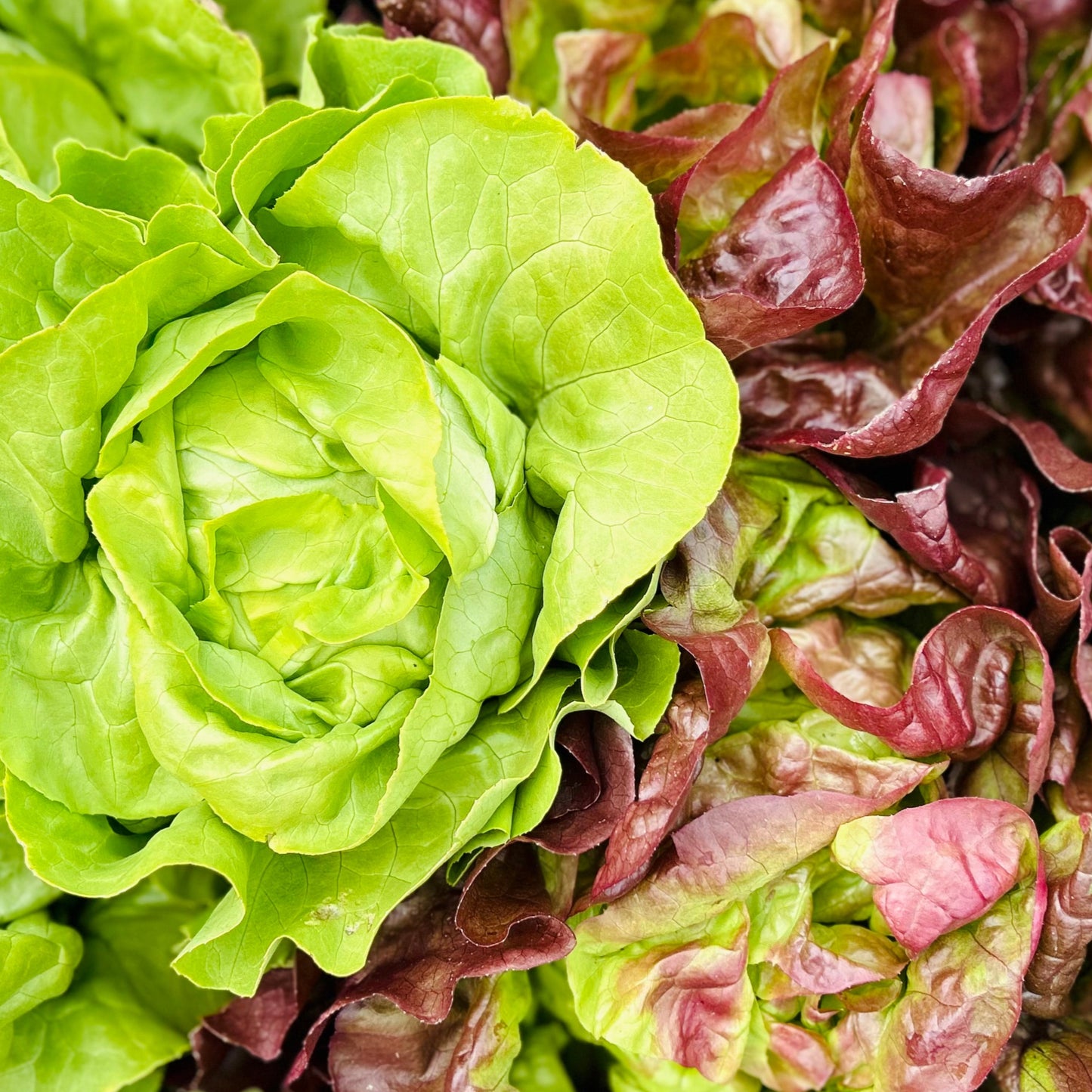 Lettuce - Butterhead