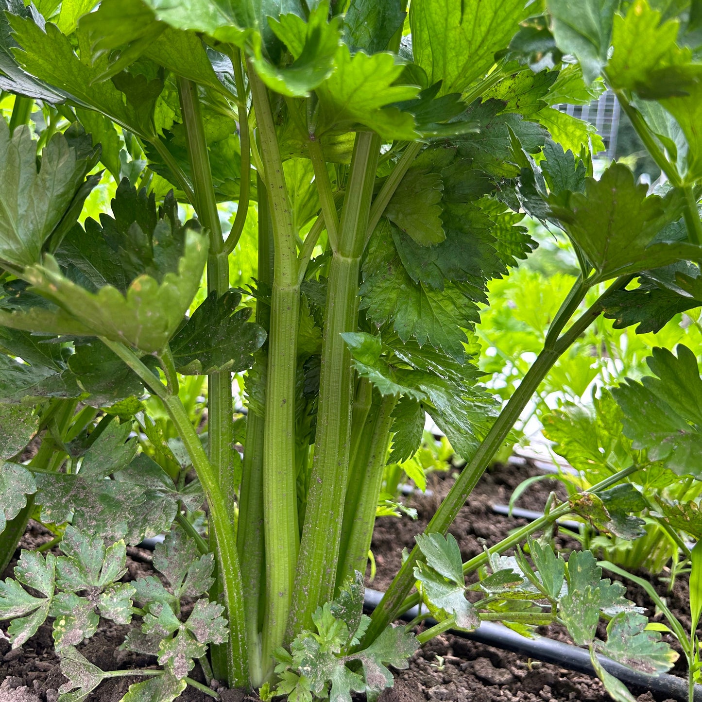 Celery - Kelvin (6 pk, live plants)