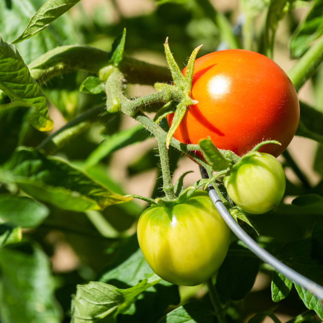 Tomato (Beefsteak) – New Girl (live plant)