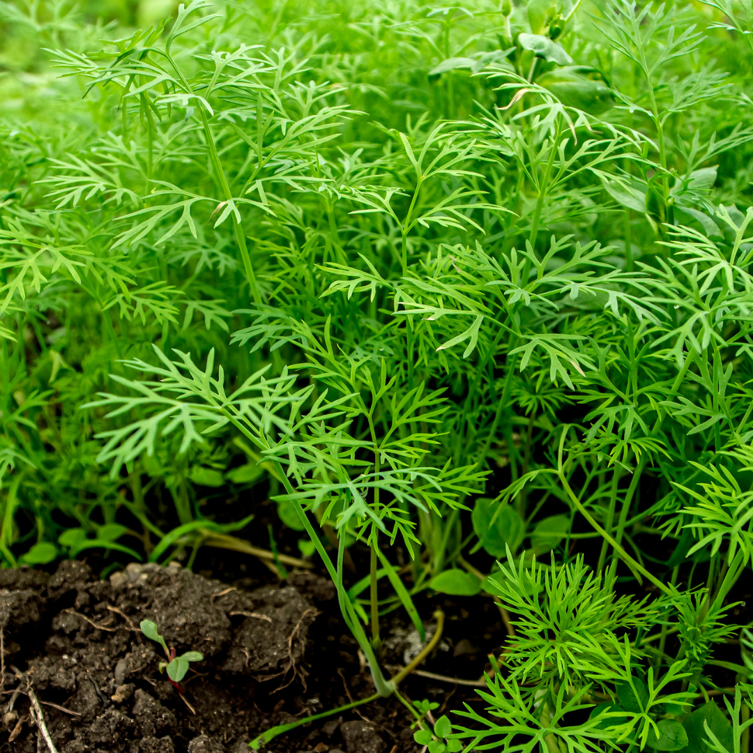 Dill – Teddy (live plant)