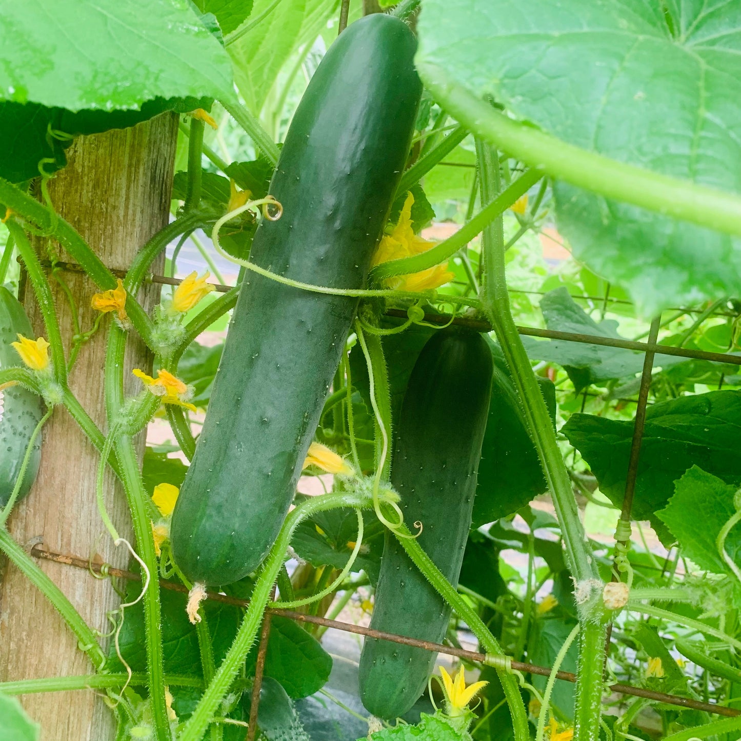 Cucumber – Marketmore 76