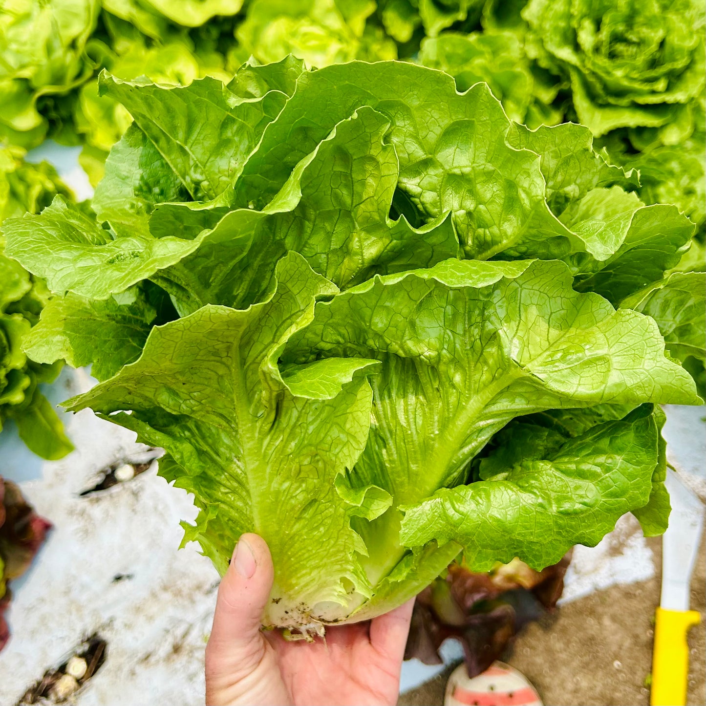 Lettuce - Romaine (head)