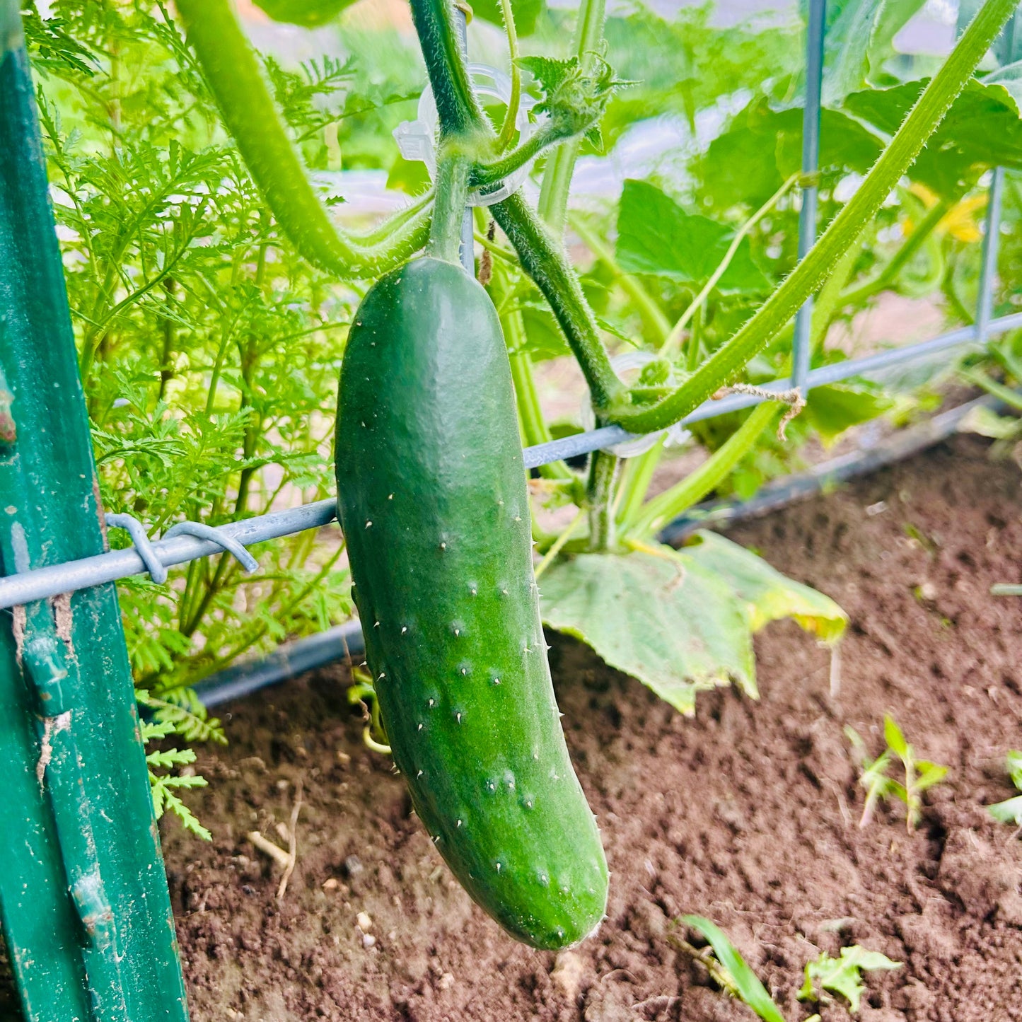Cucumber – Corinto (live plant)