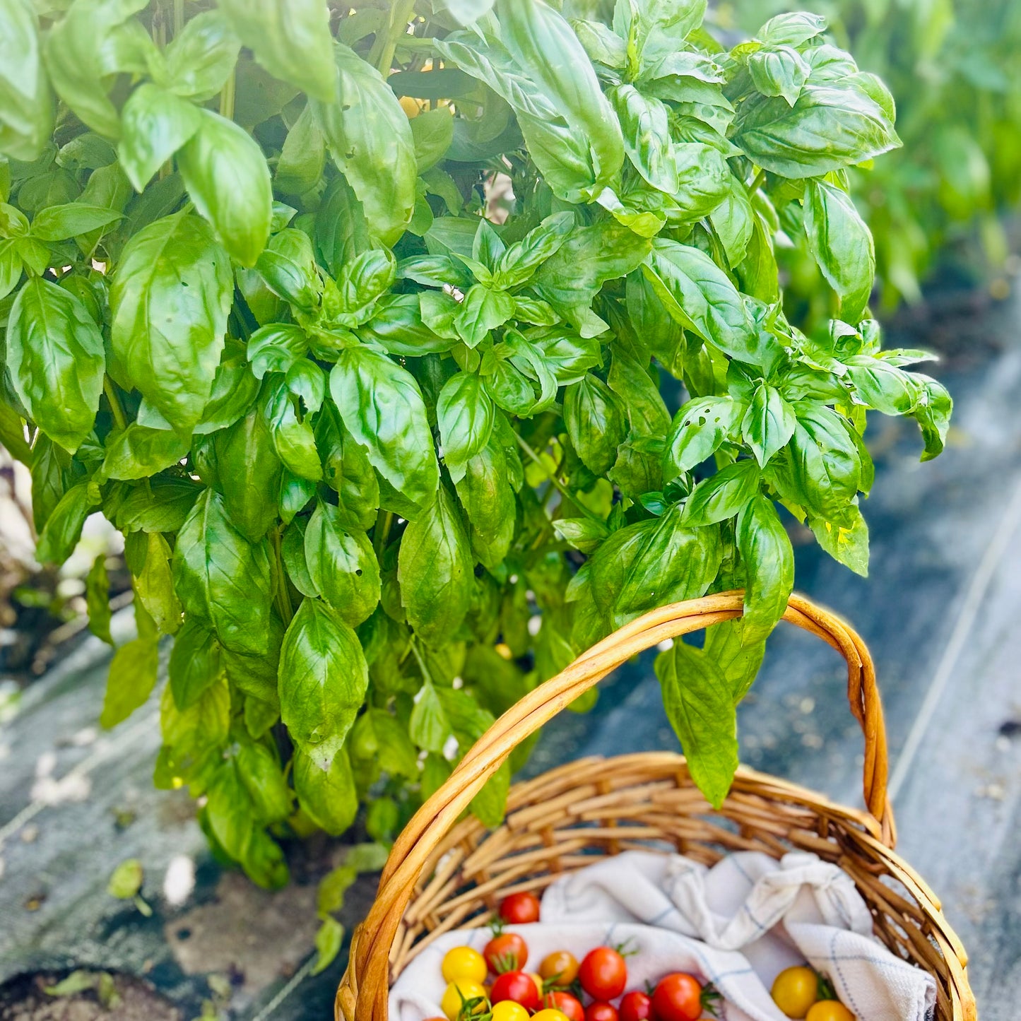 Basil (Genovese) – Nova Prospera (live plant)