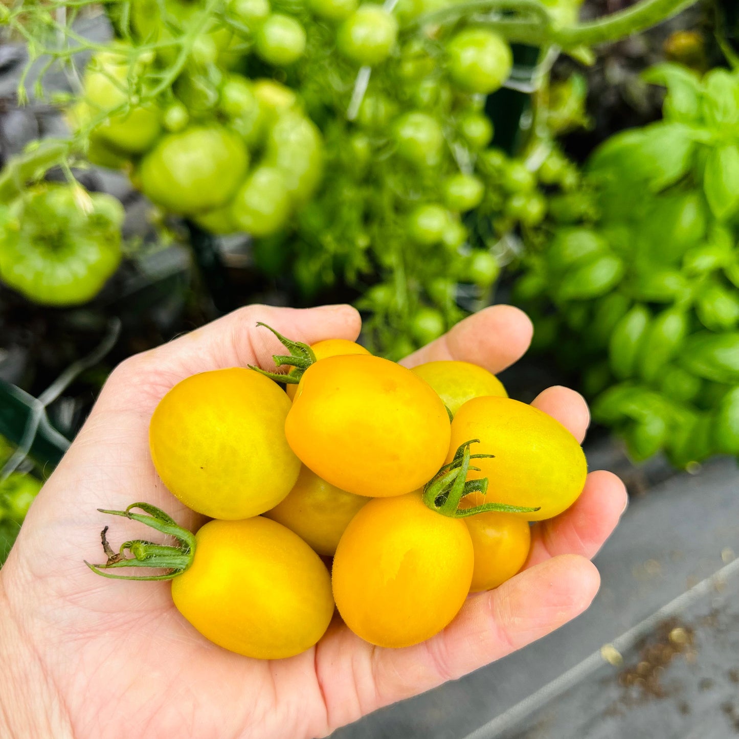 Tomato (Cherry) – Yellow Mini (live plant)