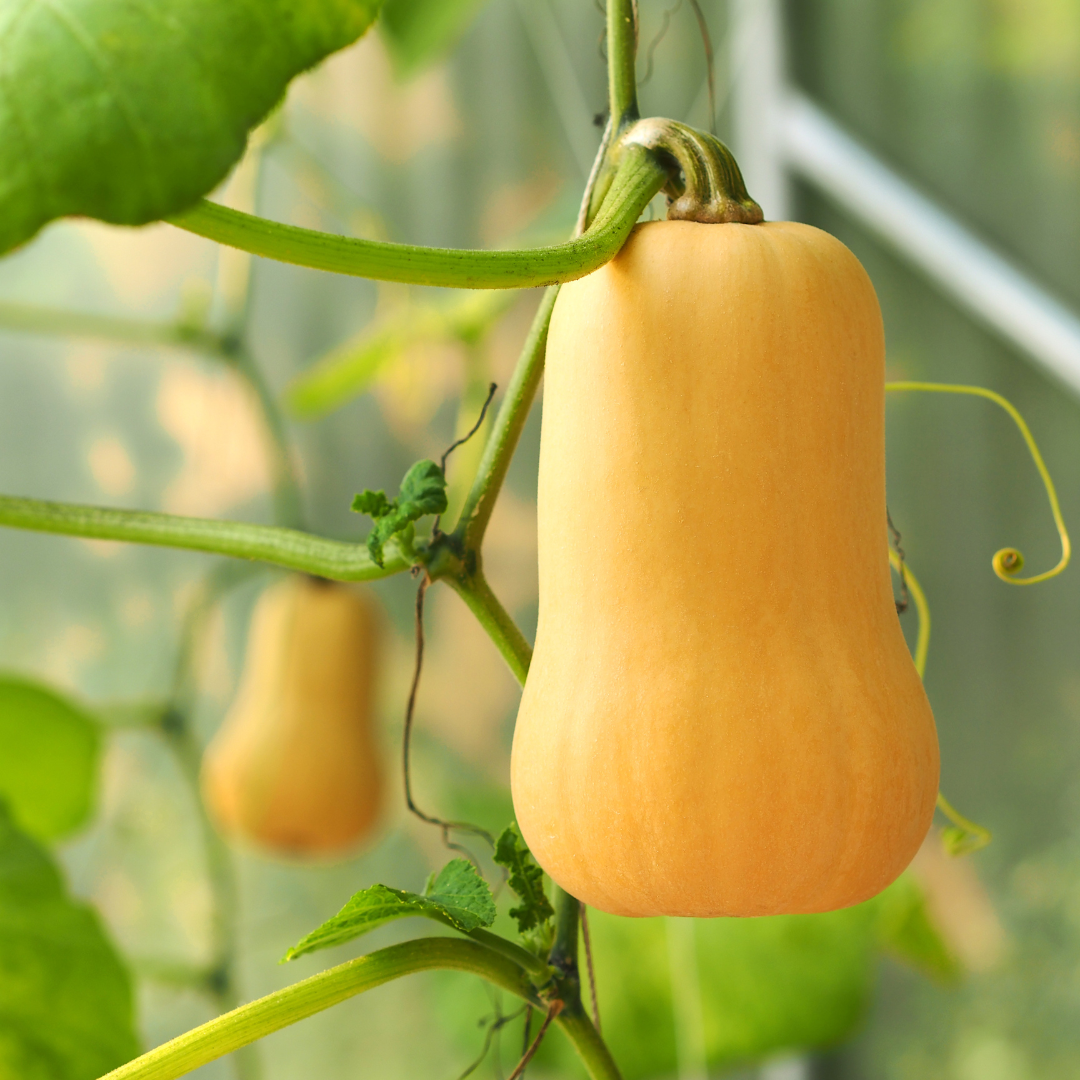 Butternut Squash – Waltham (live plant)