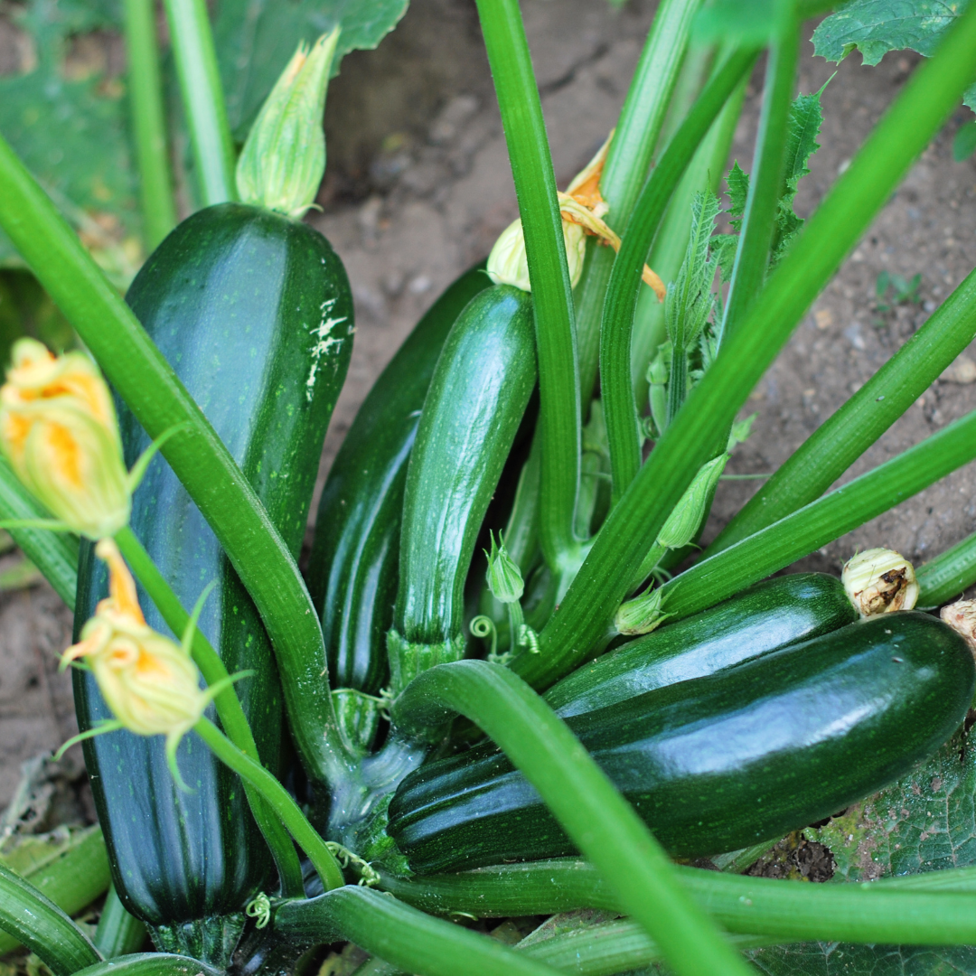 Zucchini – Green Machine (live plant)