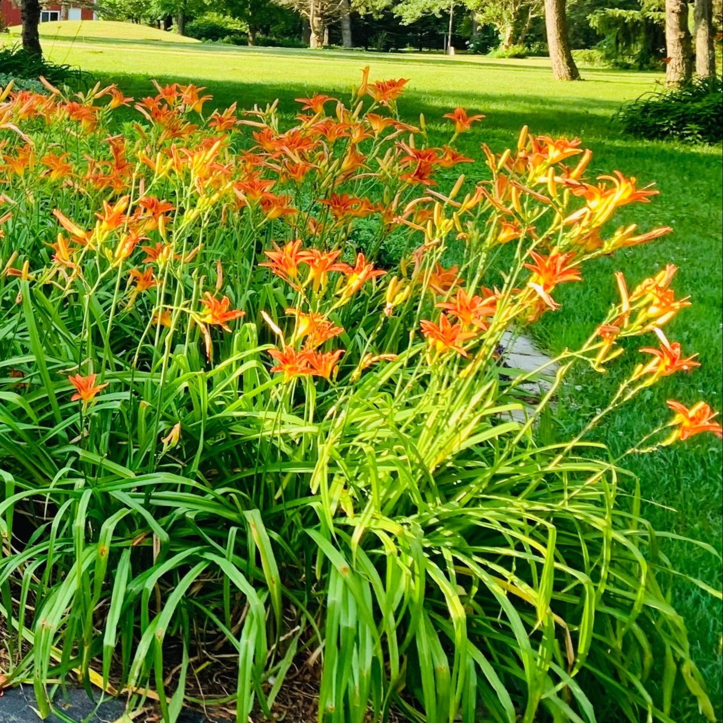 Orange Tiger Daylily (8-12 Rhizomes)