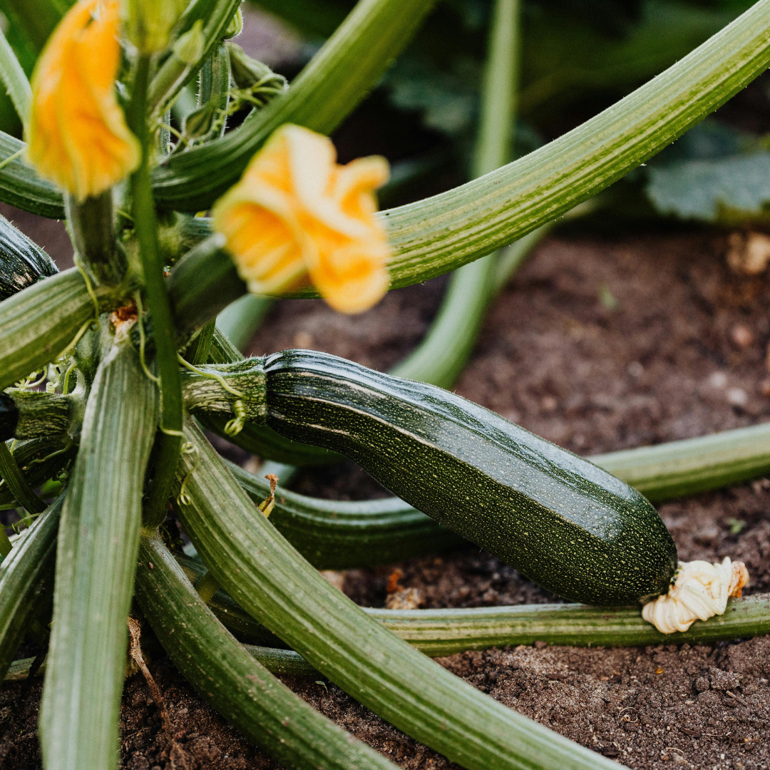 Zucchini – Dunja (live plant)