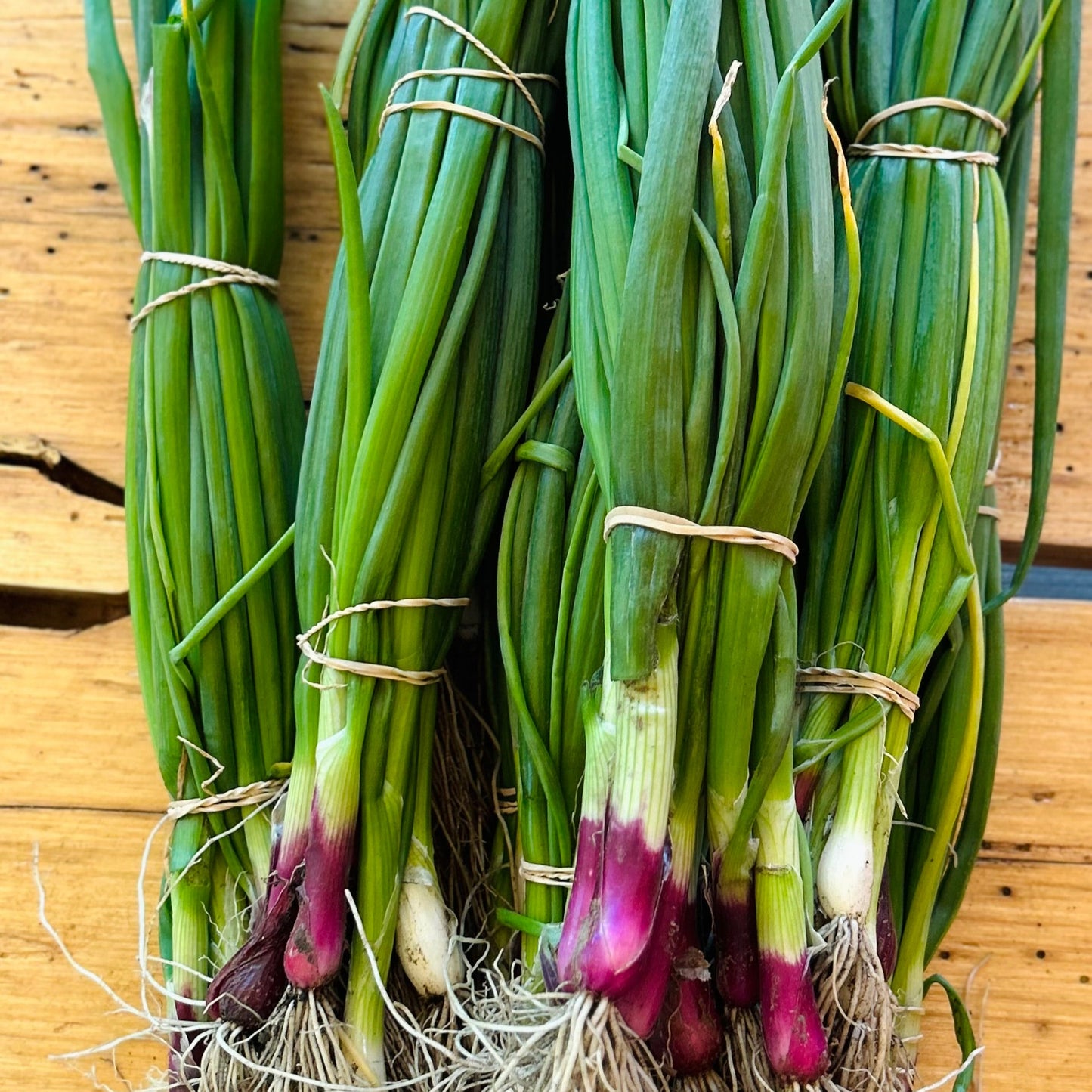 Bunching Onion