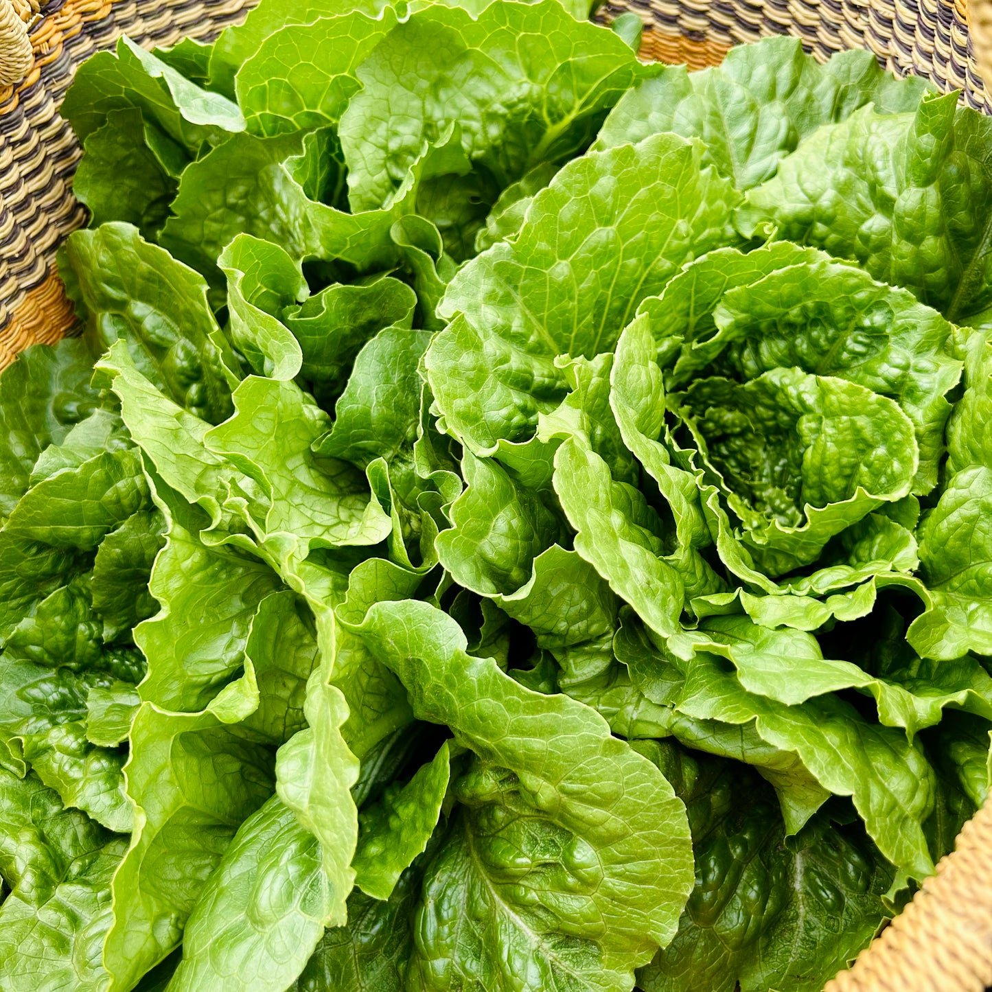 Romaine Lettuce (head)