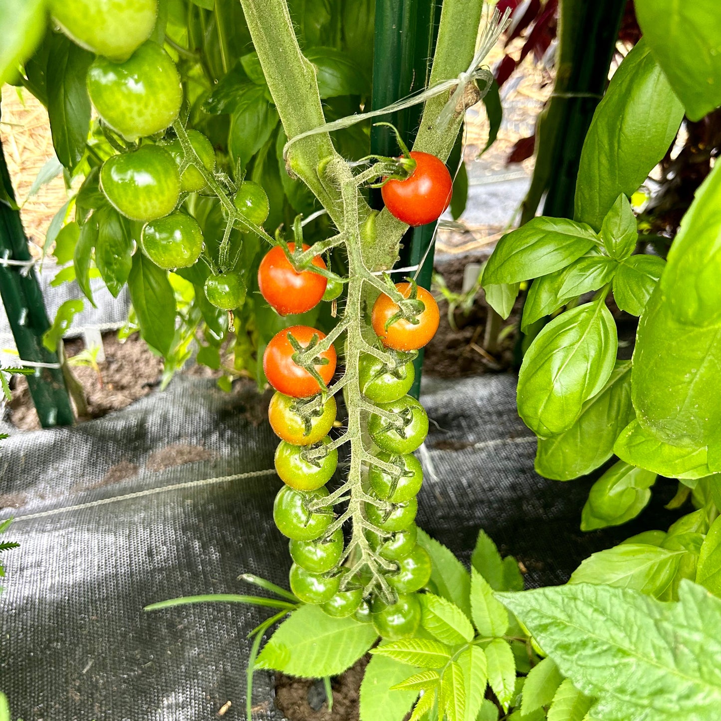 Tomato (Cherry) – Supersweet 100 (live plant)