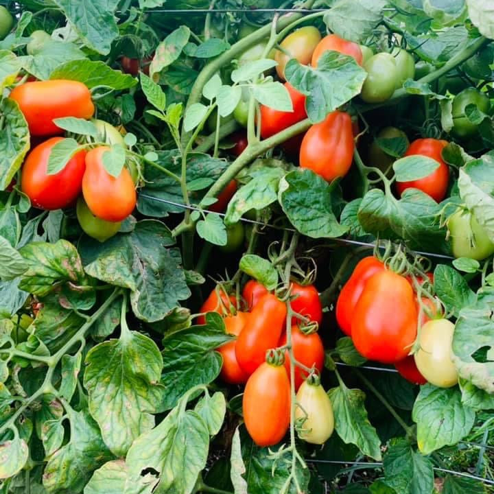 Tomato (Paste/Roma) – Granadero (live plant)