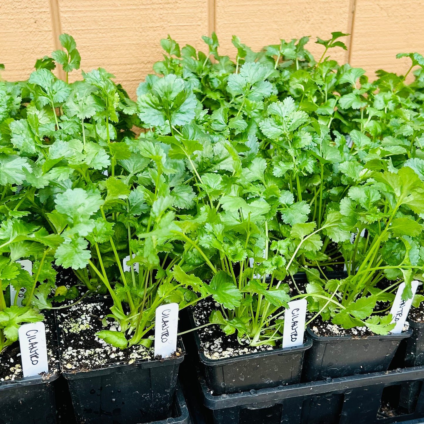Cilantro – Cruiser (live plant)