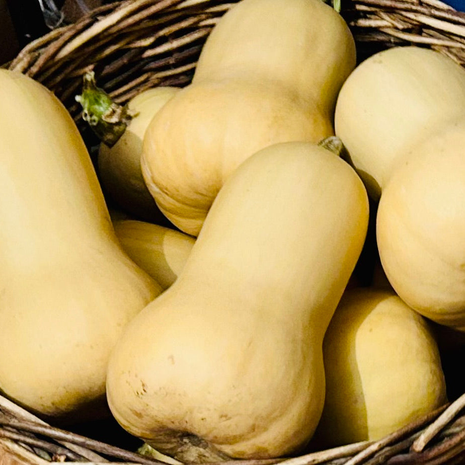 Butternut Squash – Metro F1 PMR (live plant)