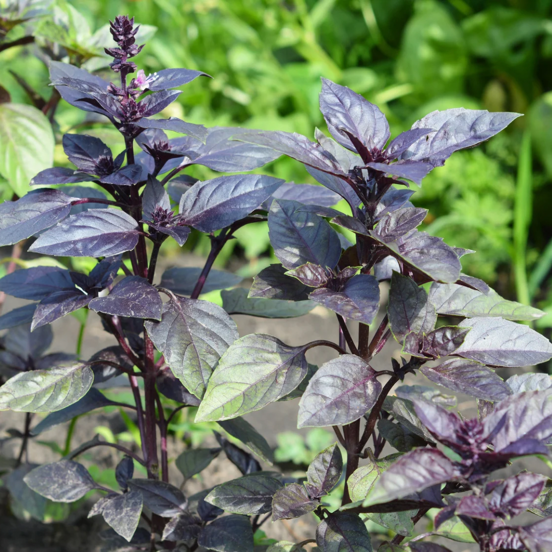 Basil (Genovese Purple) – Amethyst Improved (live plant)