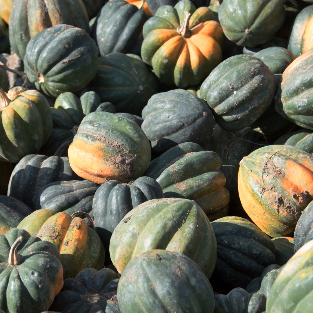 Acorn Squash – Honey Bear (live plant)