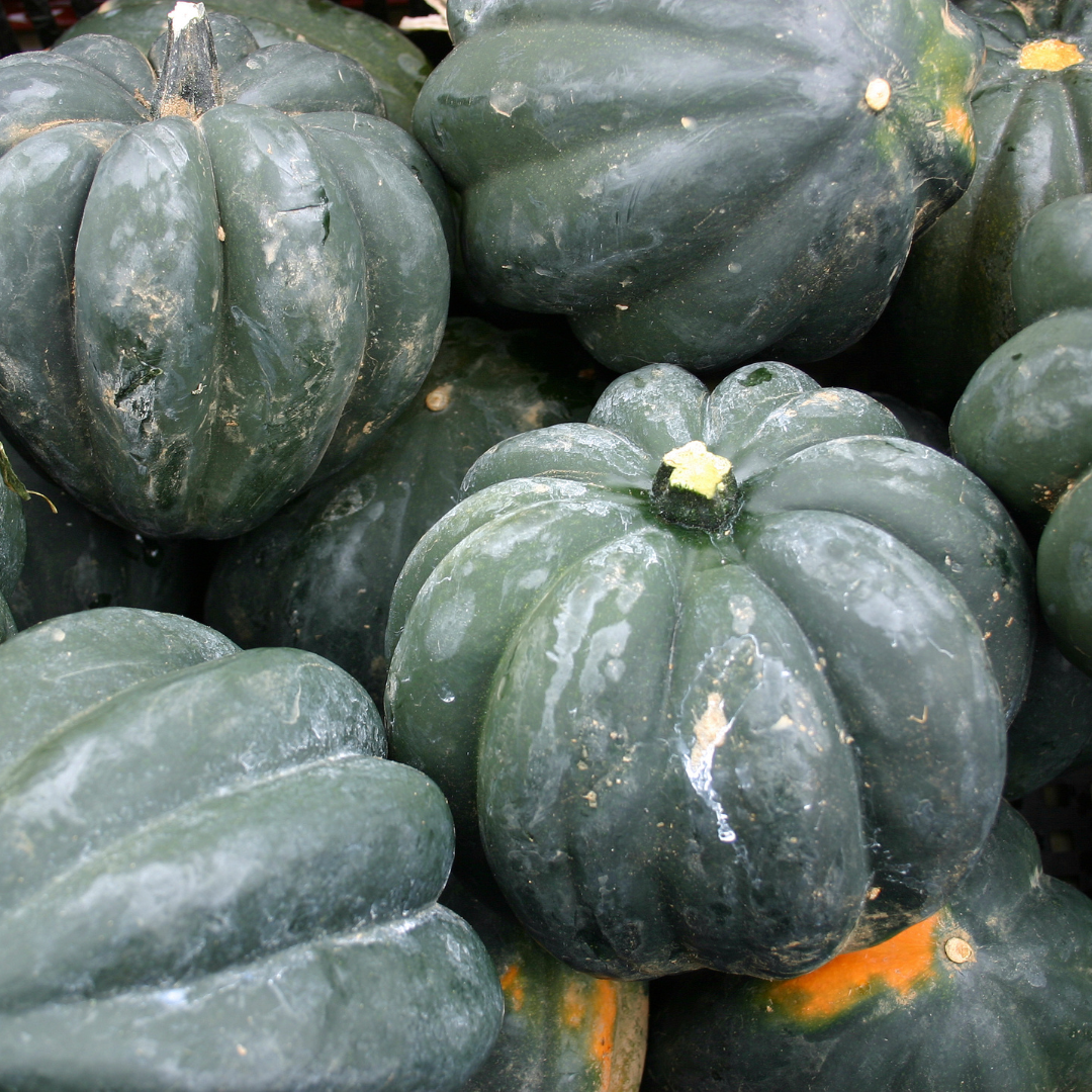 Acorn Squash – Autumn Delight (live plant)