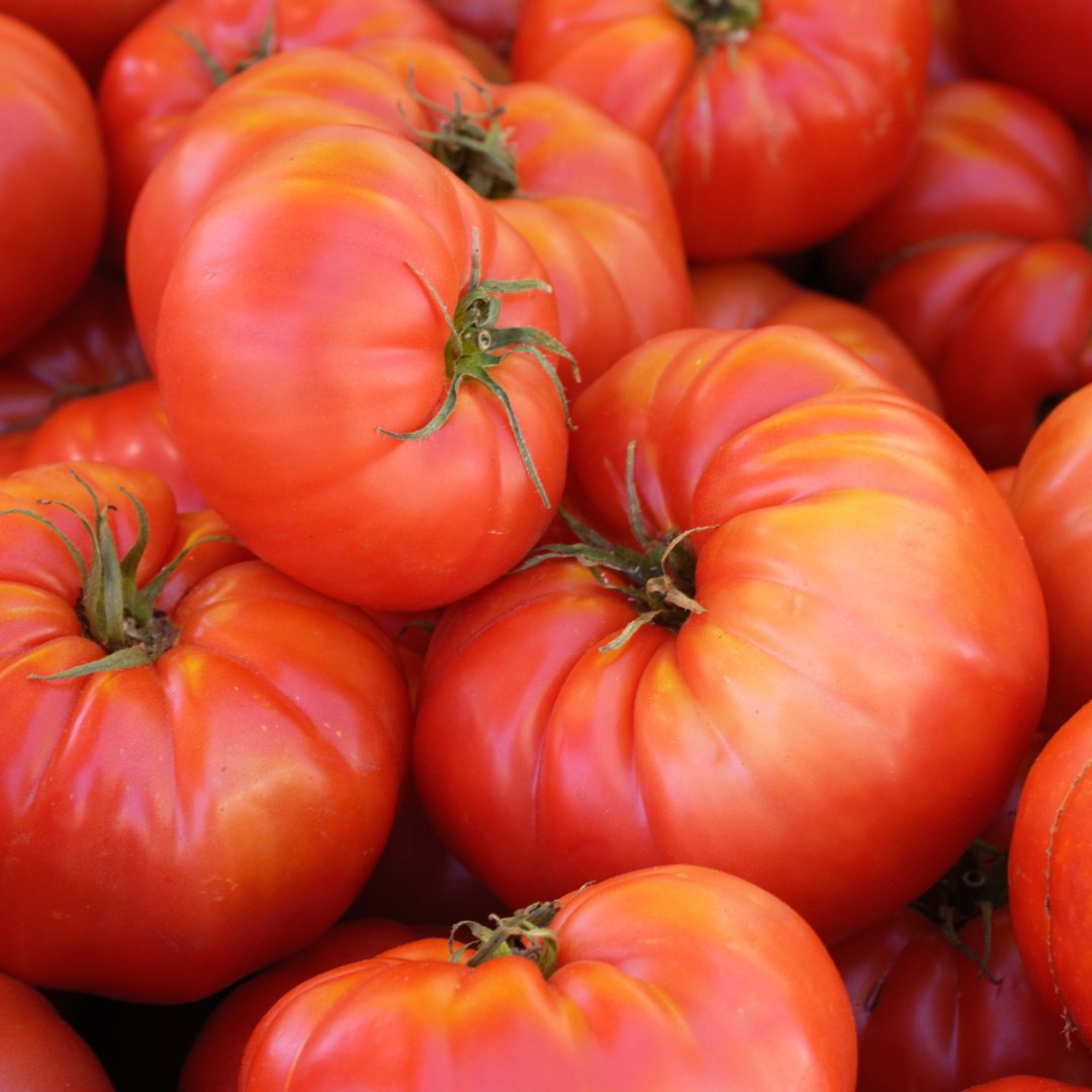 Tomato (Heirloom) – Brandywine (live plant)