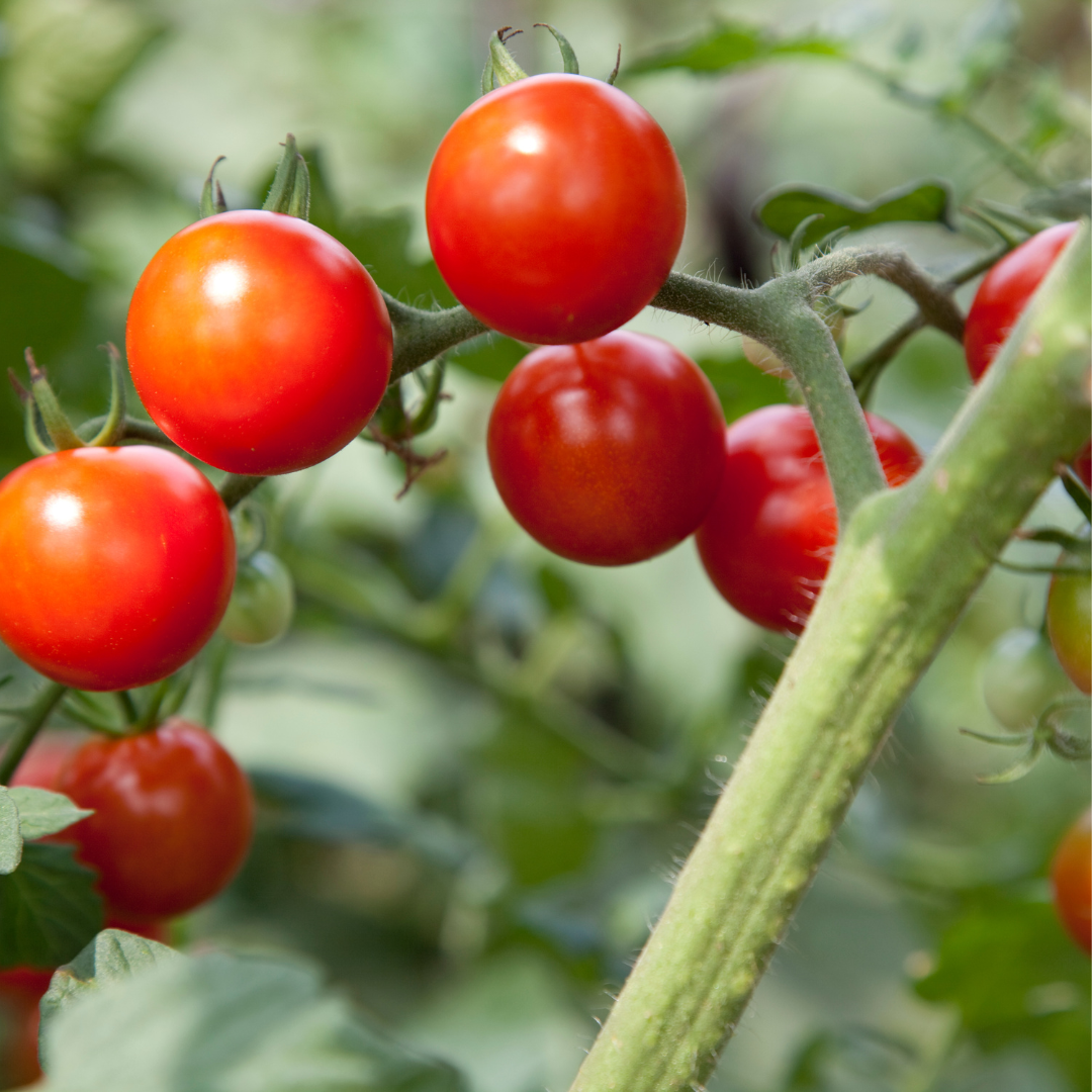 Tomato (Cherry) – Jasper (live plant)