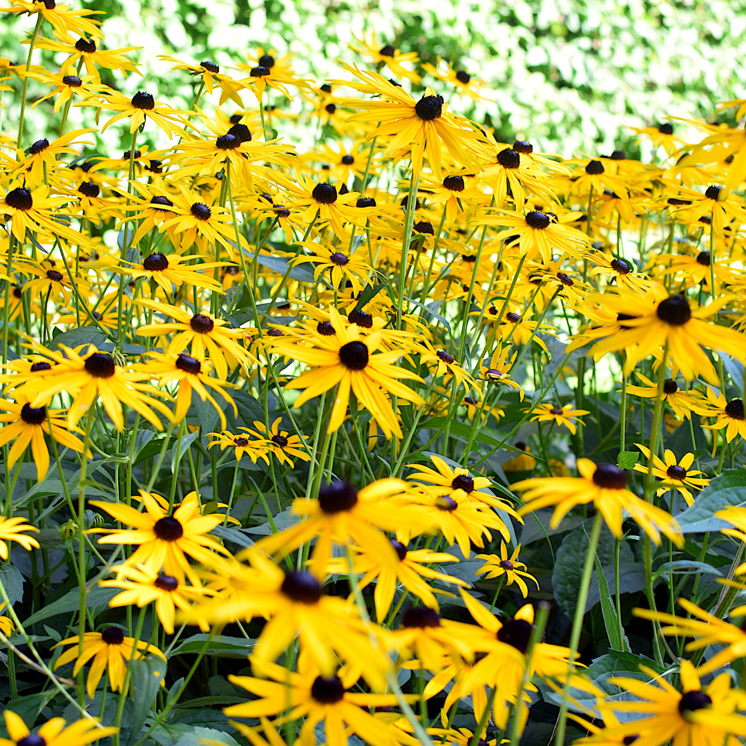 Brown-Eyed Susan (Rudbeckia Triloba) - 3 Transplants