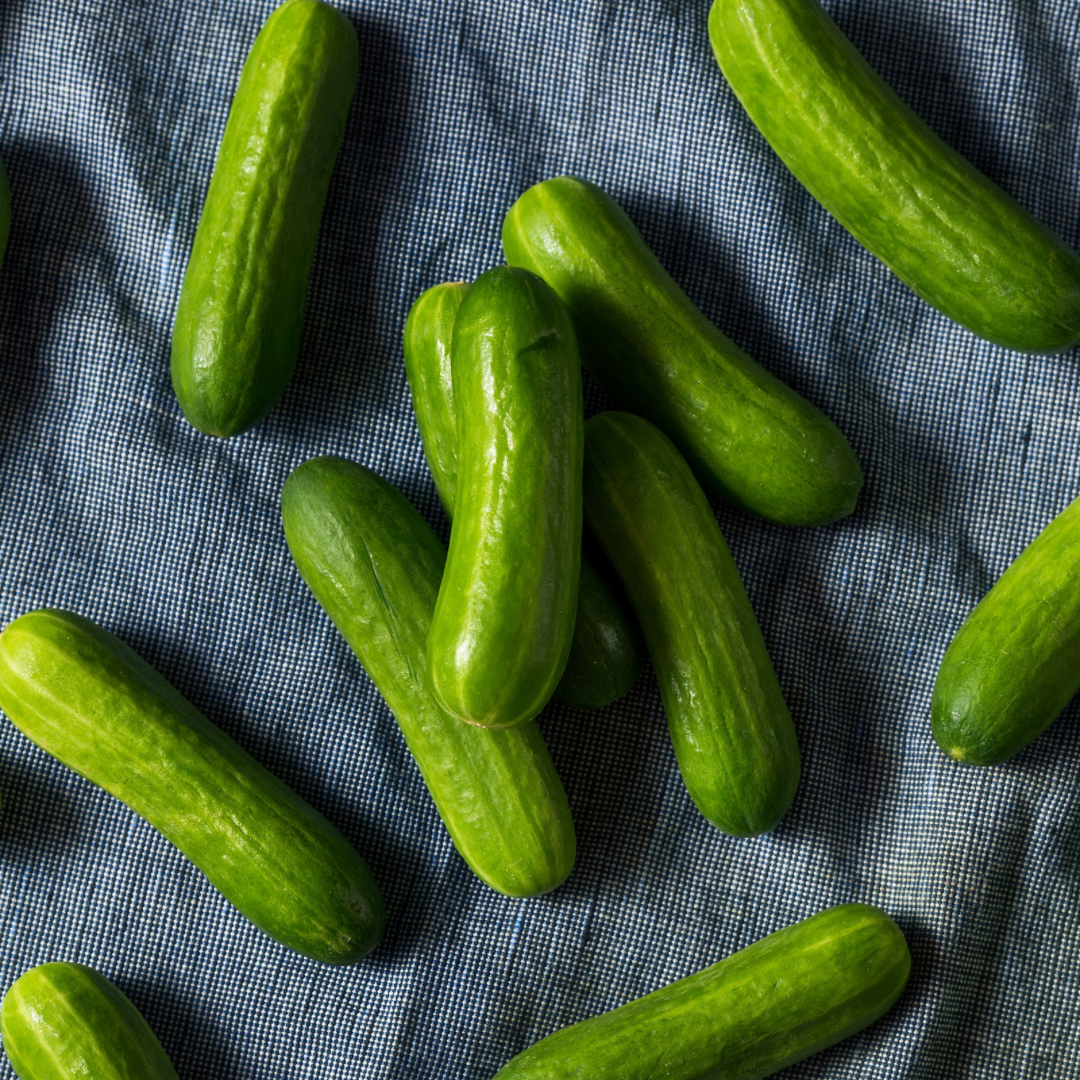 Cucumber – Quick Snack (live plant)