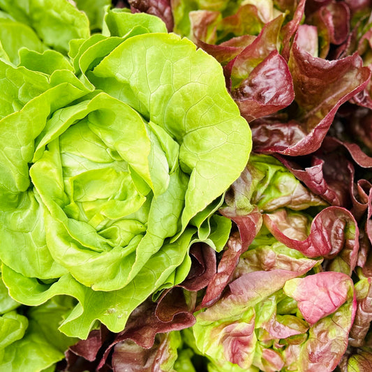 Lettuce - Butterhead