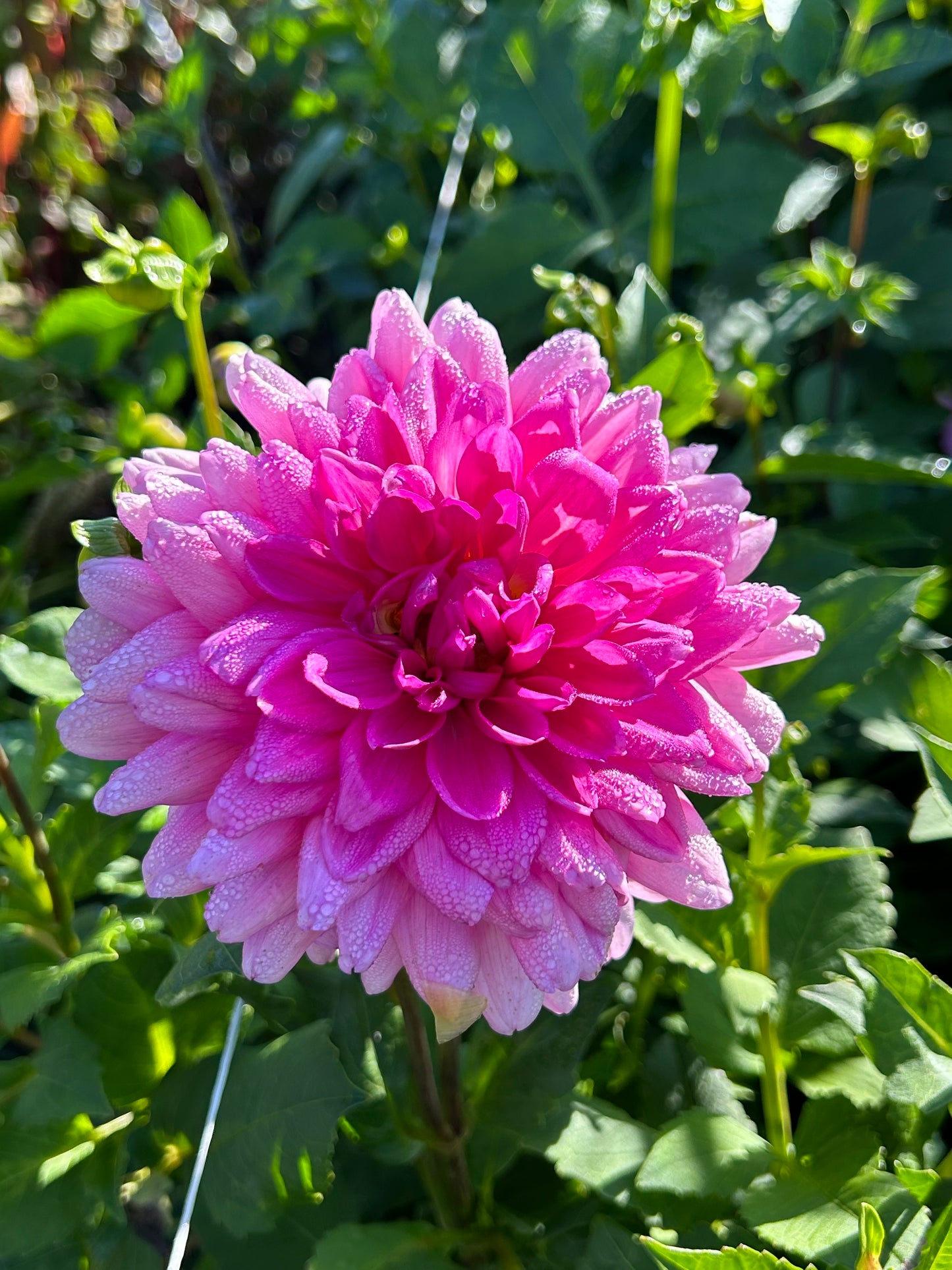 Dahlia Tubers & Rooted Cuttings