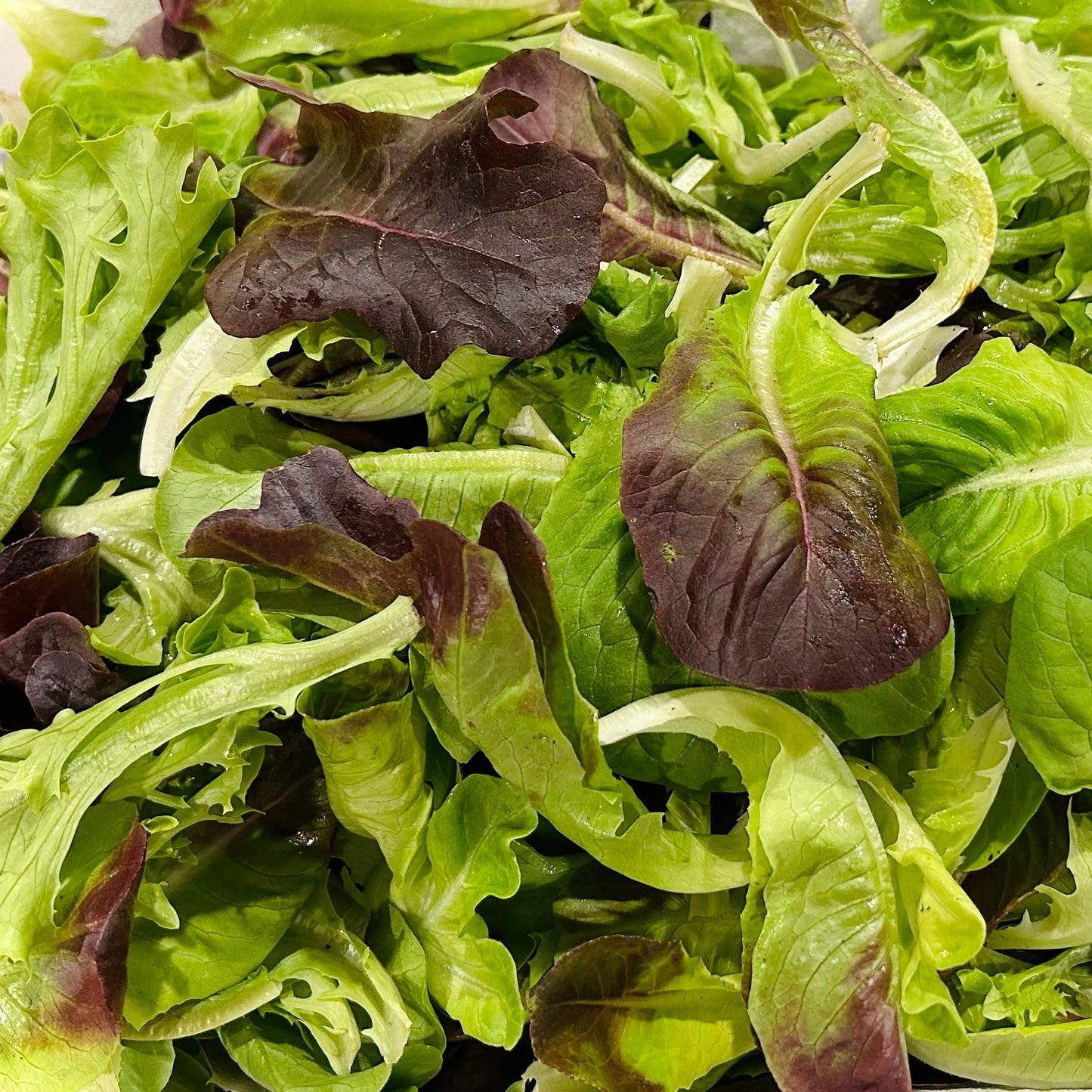 Lettuce - Spring Mix Varieties (6 pk, live plants)