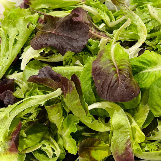 Lettuce - Spring Mix Varieties (6 pk, live plants)