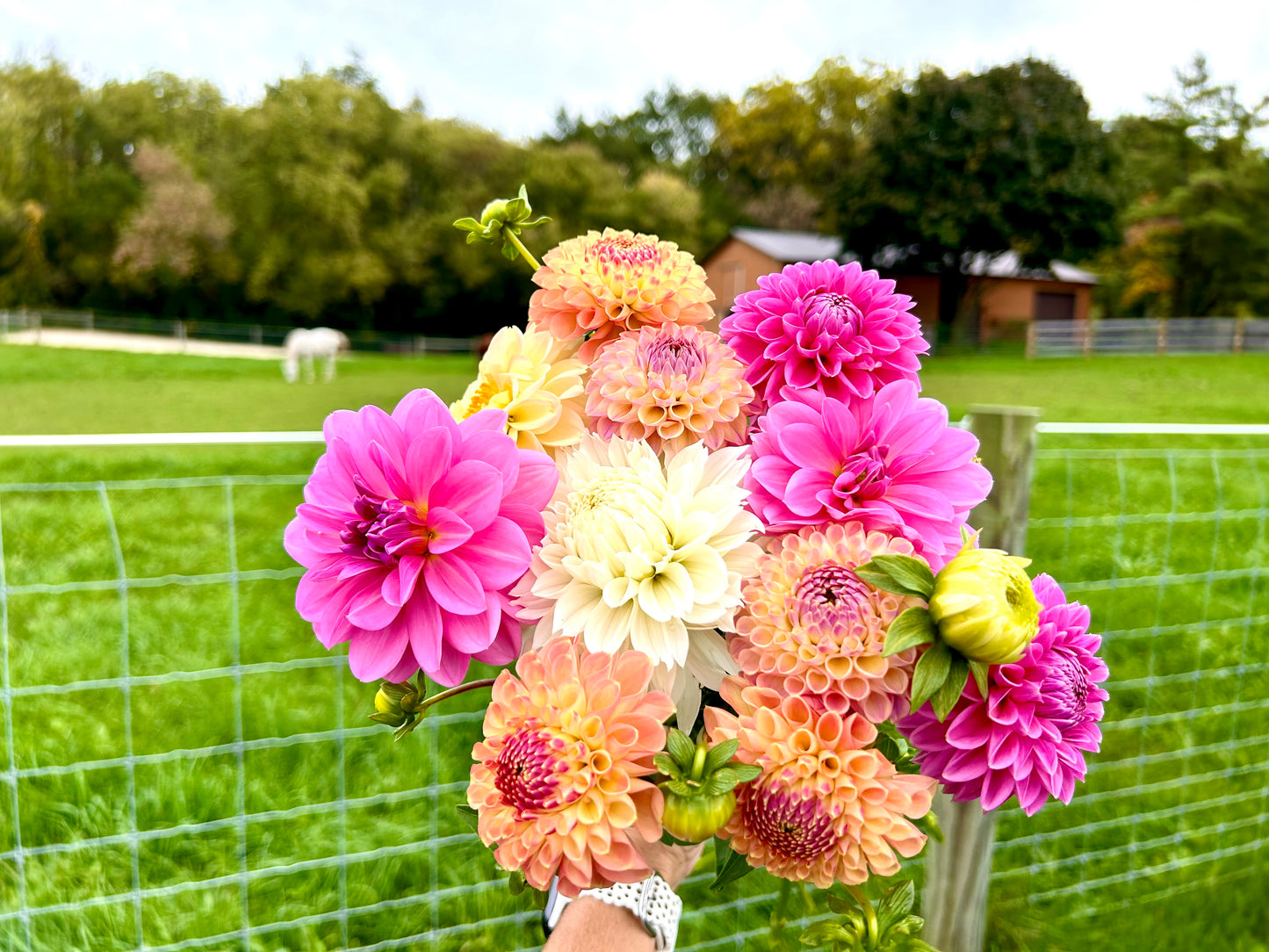 Dahlia Tubers & Rooted Cuttings