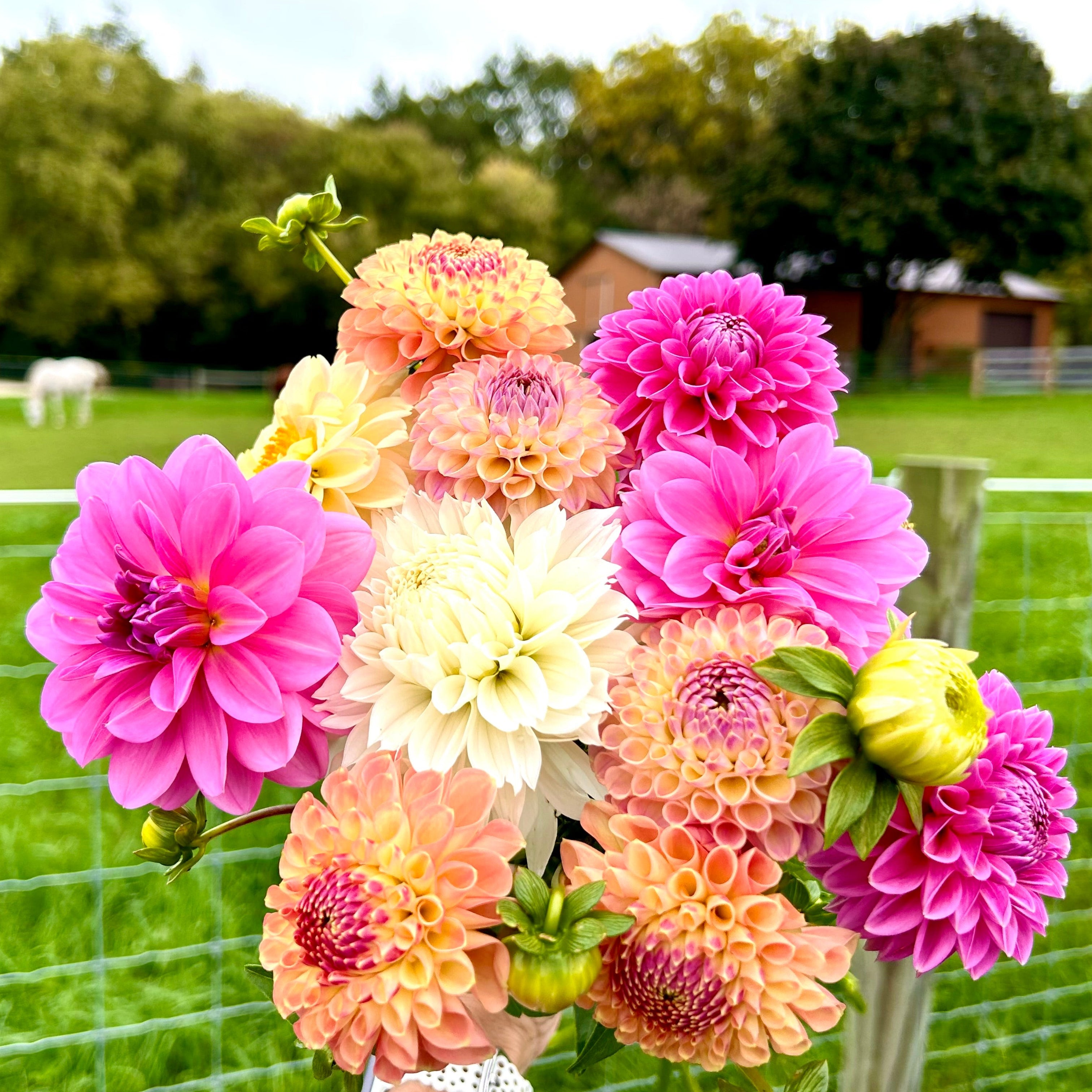 Handful of Dahlias