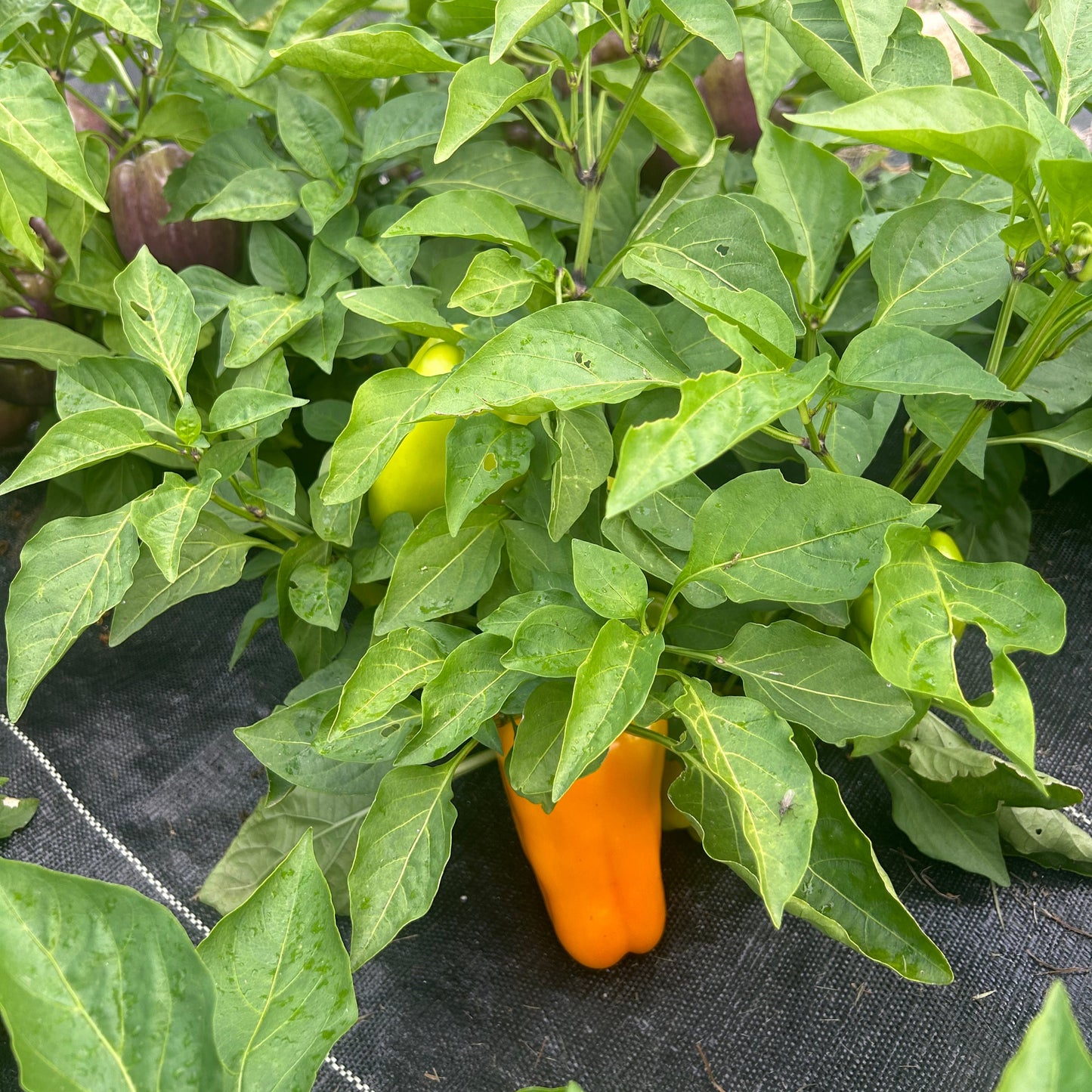 Pepper (Bell) – Sweet Sunrise (live plant)