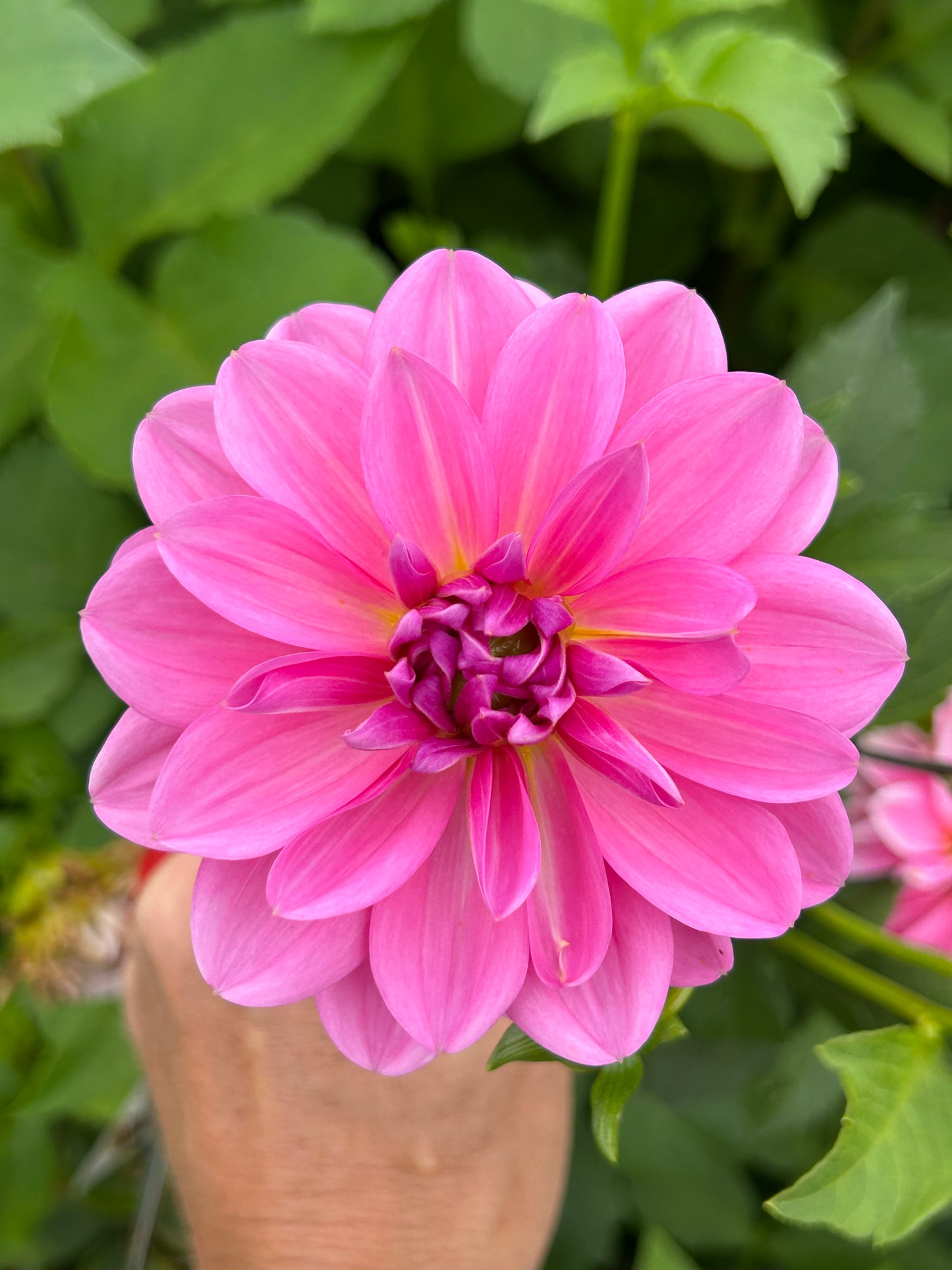 Dahlia Tubers & Rooted Cuttings