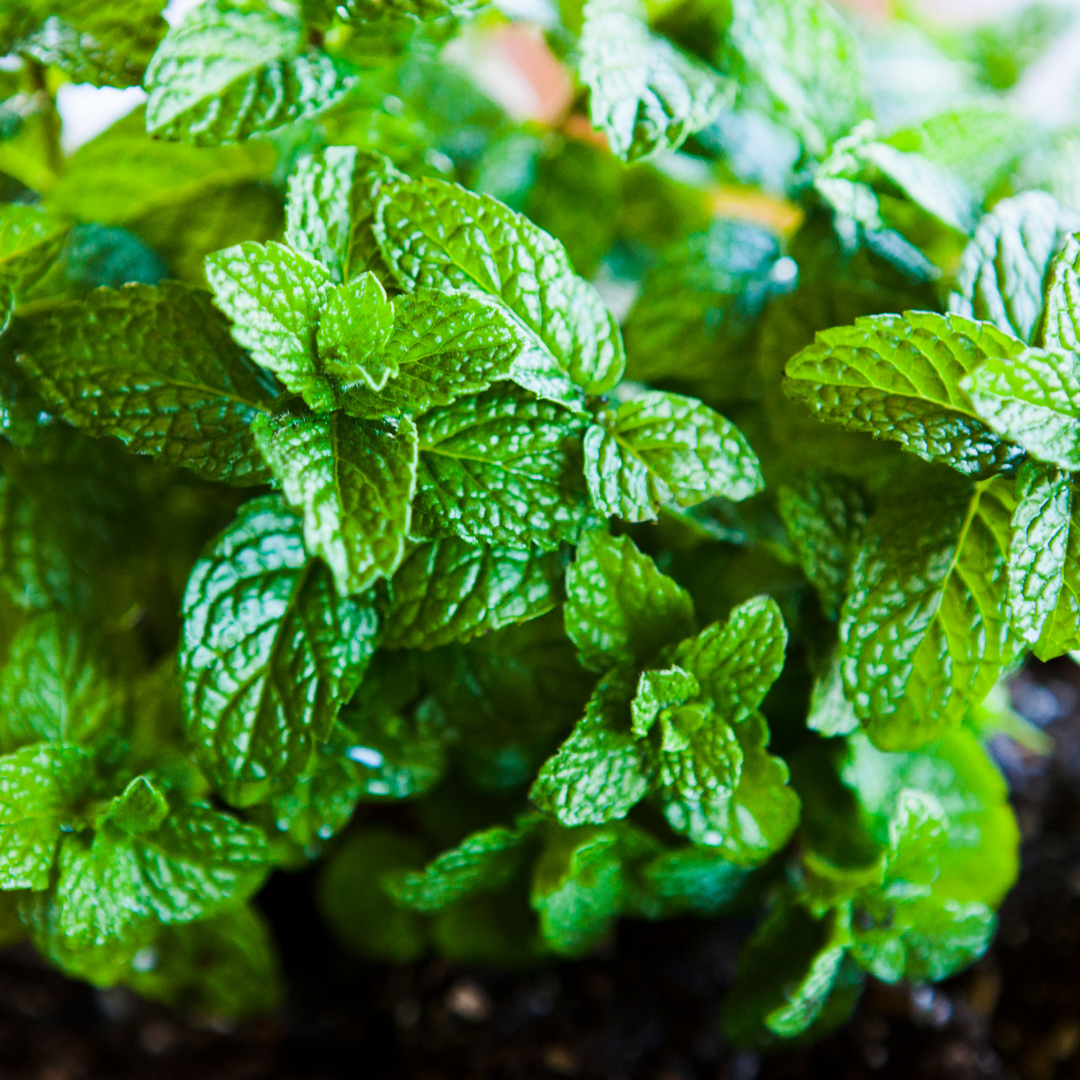 Mint - Common Sweet (live plant)