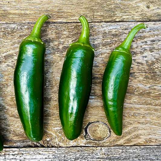 Jalapeno - Pantera (live plant)