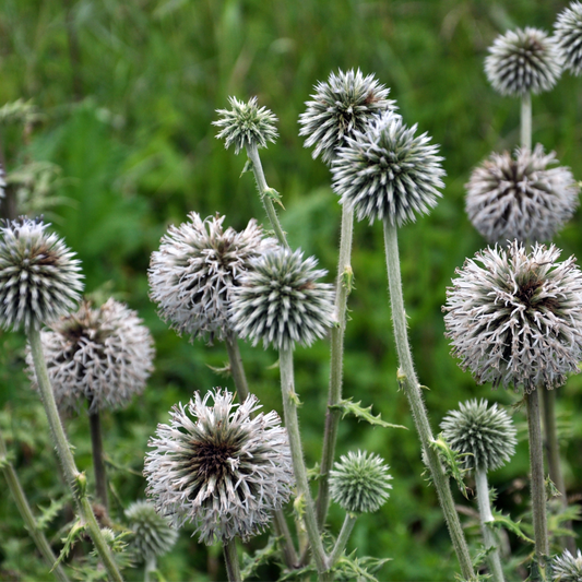 Echinops "Star Frost" (Globe Thistle) – 3 Transplants