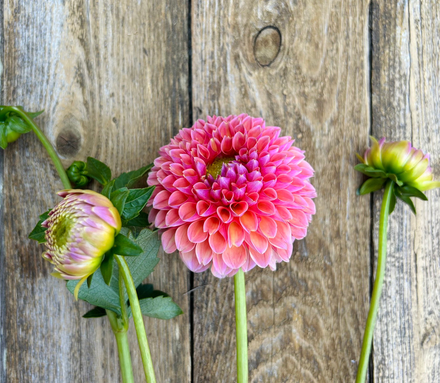 Dahlia Tubers & Rooted Cuttings