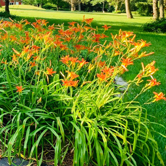 Orange Tiger Daylily (8-12 Rhizomes)