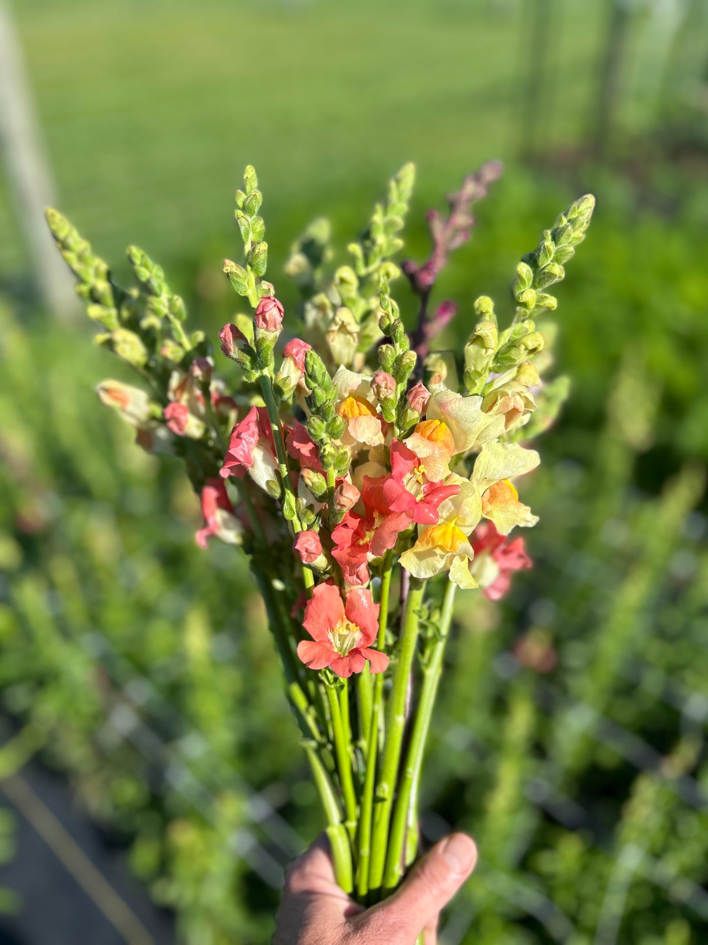 Snapdragon Bunch