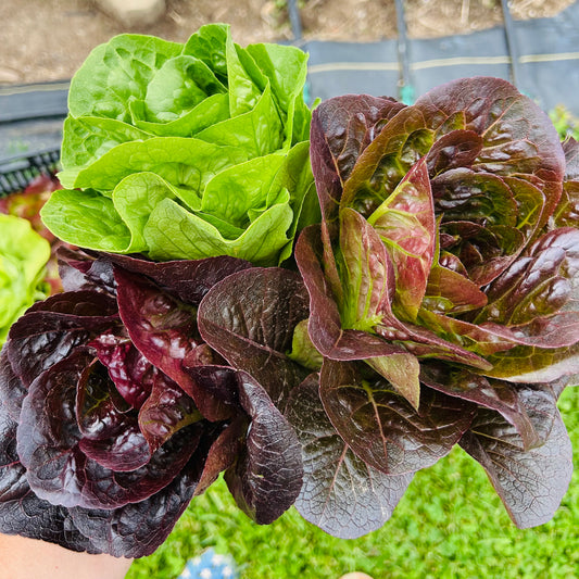 Lettuce - Mini Romaine Trio