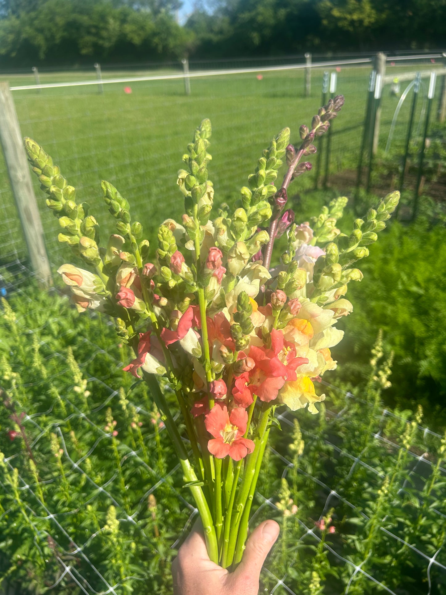 Snapdragon Bunch