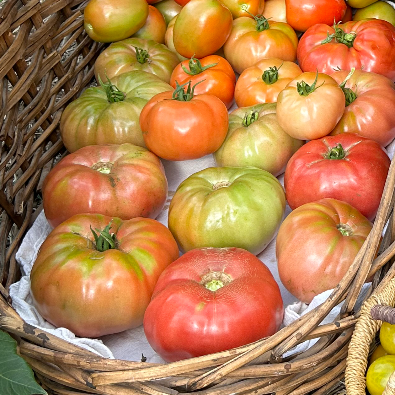 Tomato (Heirloom) – German Johnson (live plant)