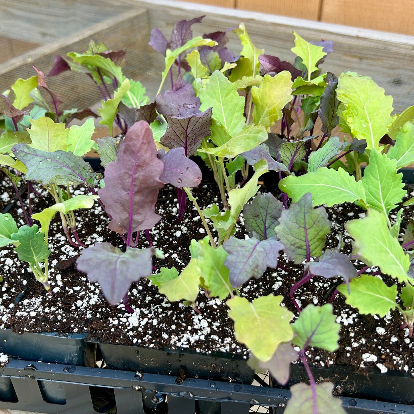 Kohlrabi - Quickstar & Kohlibri (8 pk, live plants)