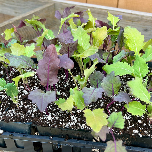 Kohlrabi - Quickstar & Kohlibri (8 pk, live plants)