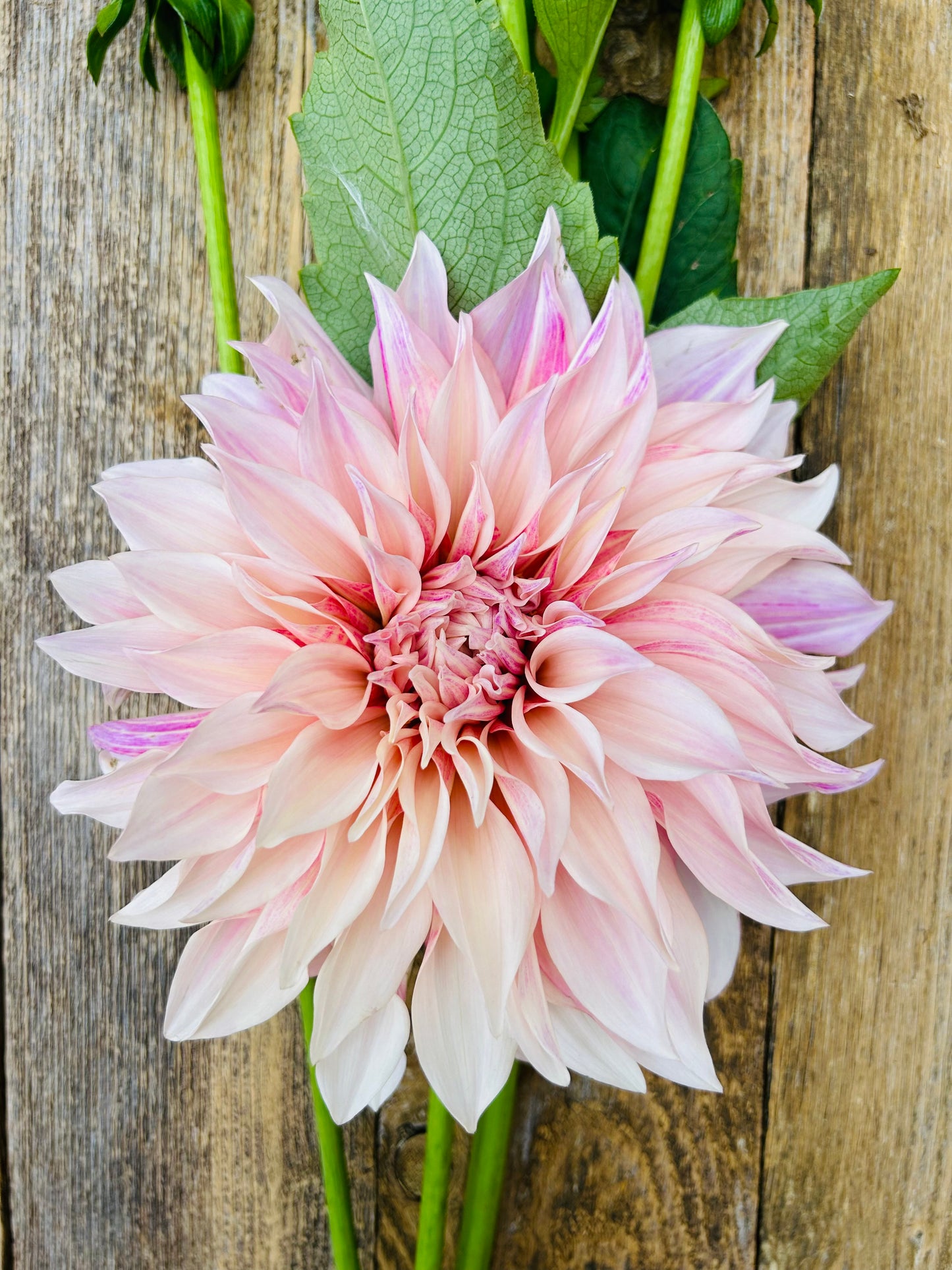 Dahlia Tubers & Rooted Cuttings