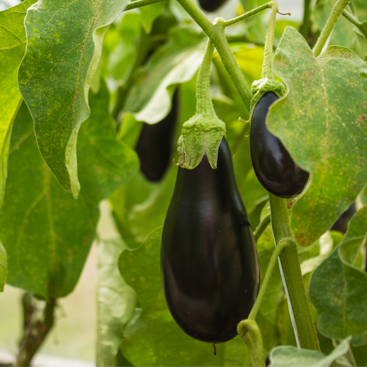 Eggplant – Thanos (live plant)