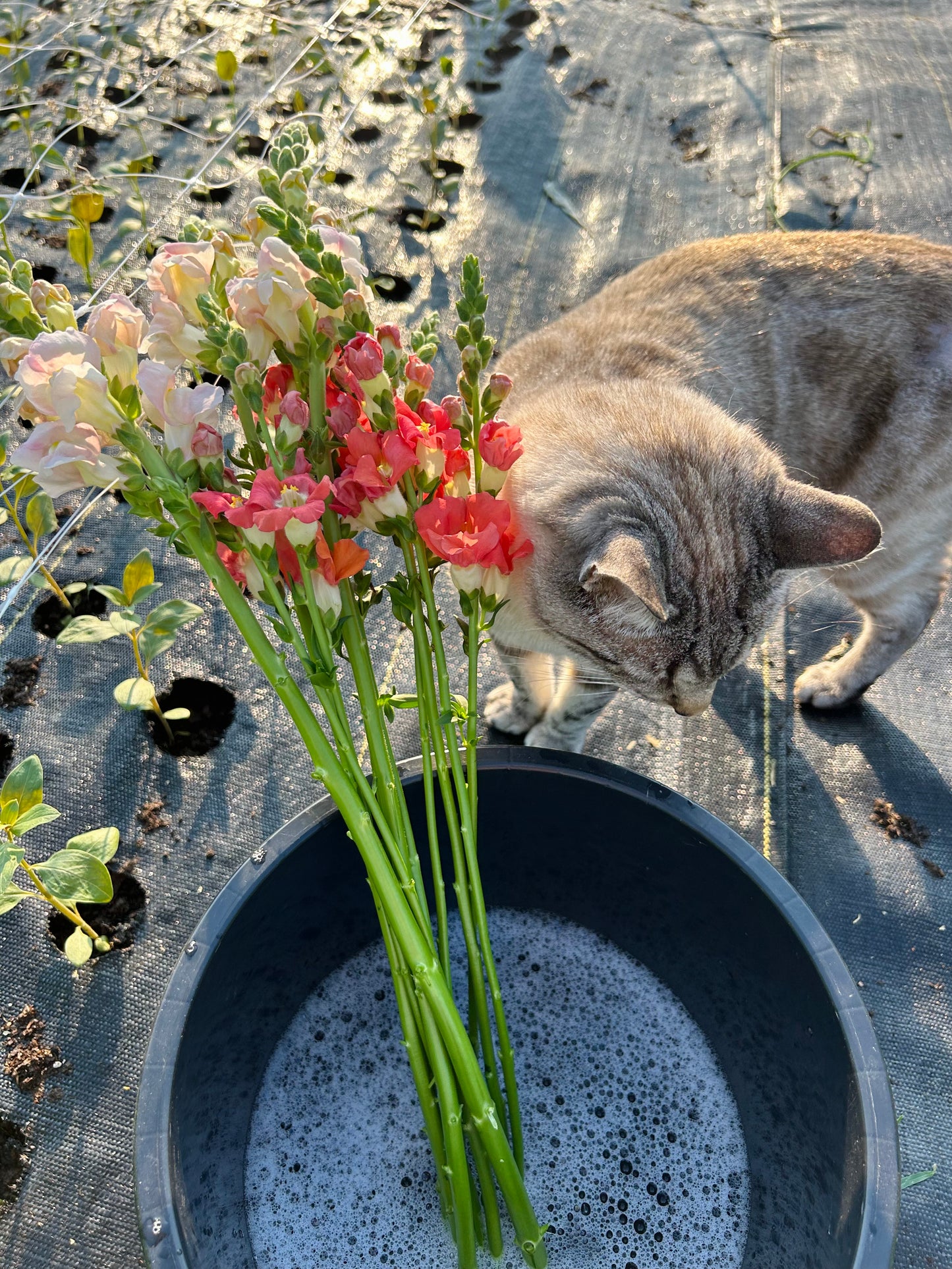 Snapdragon Bunch