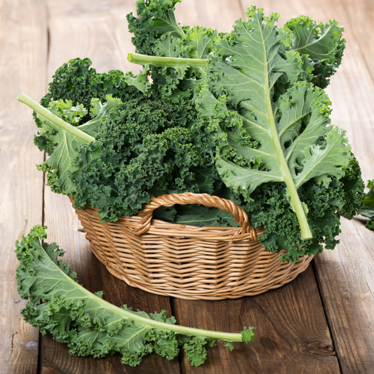Kale - Winterbor (6 pk, live plants)